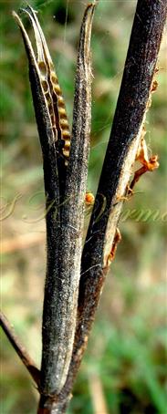  Fruit (Capsule)- Dehisced